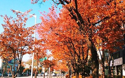 Du lịch Hàn Quốc mùa thu, những điều mà bạn không thể bỏ lỡ!
