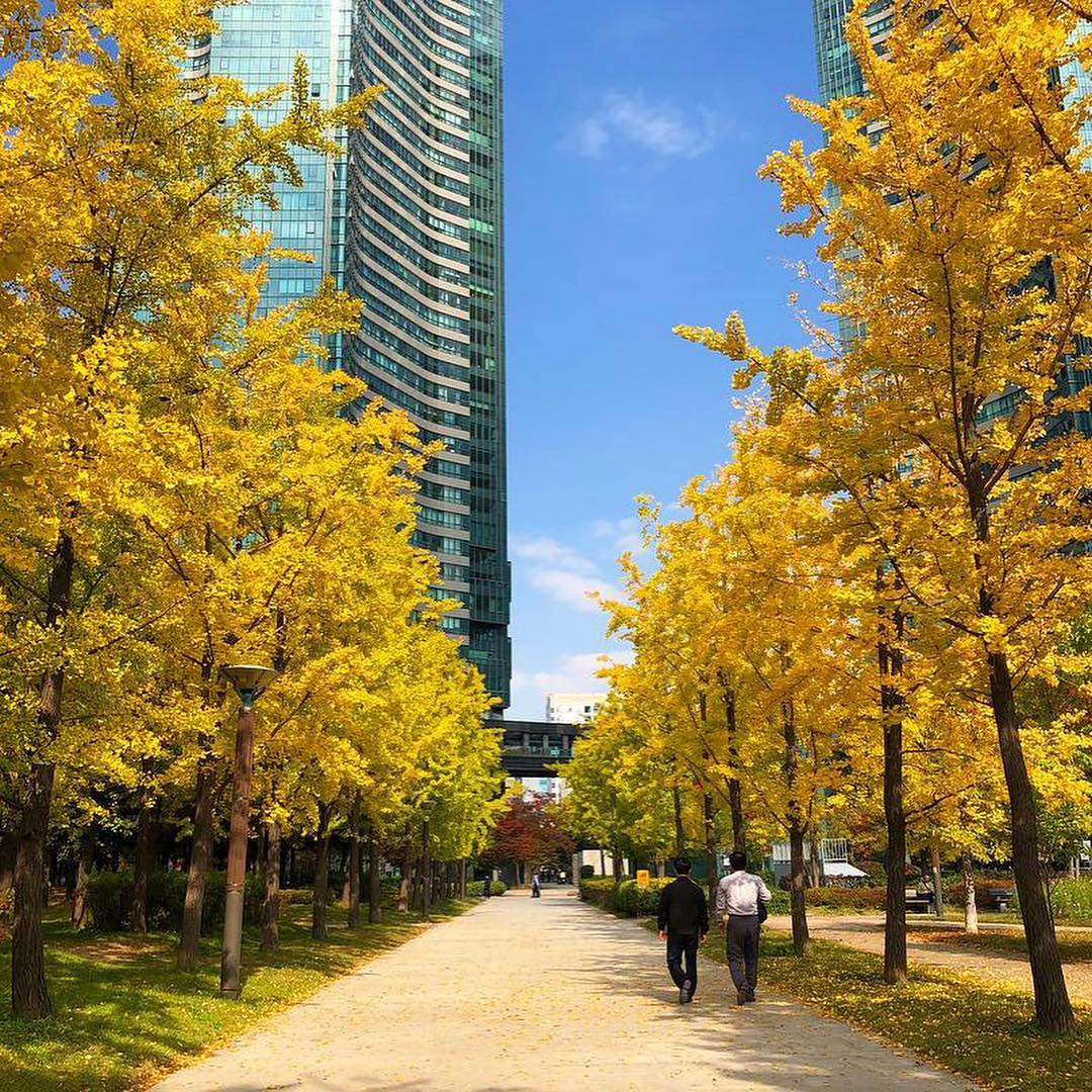 Trong khuôn viên rừng Seoul, bao phủ bởi màu lá vàng
