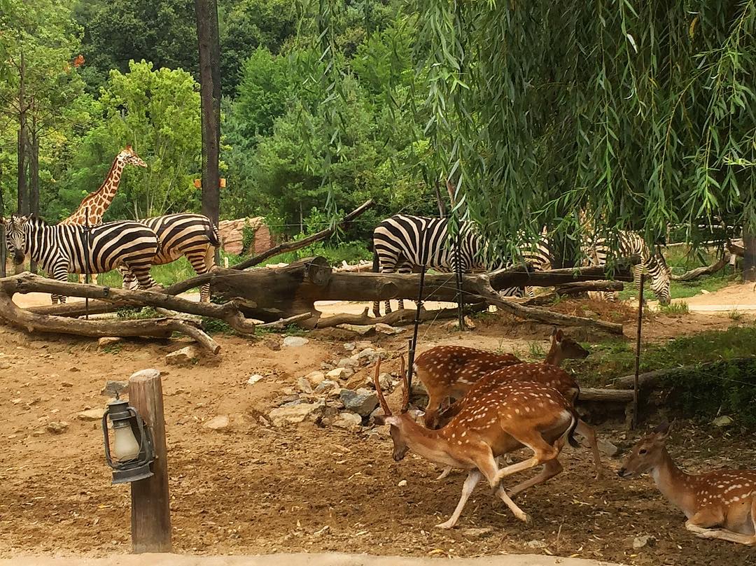Vườn thú đa dạng thu hút trẻ em, người lớn đến thăm quan, tìm hiểu